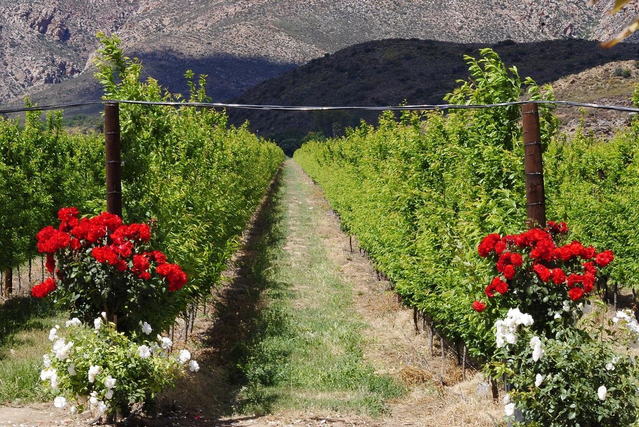 Bon Accord Farm Cottages Montagu Εξωτερικό φωτογραφία